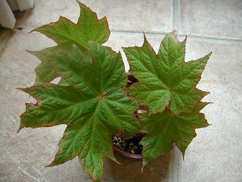 B. maguanensis